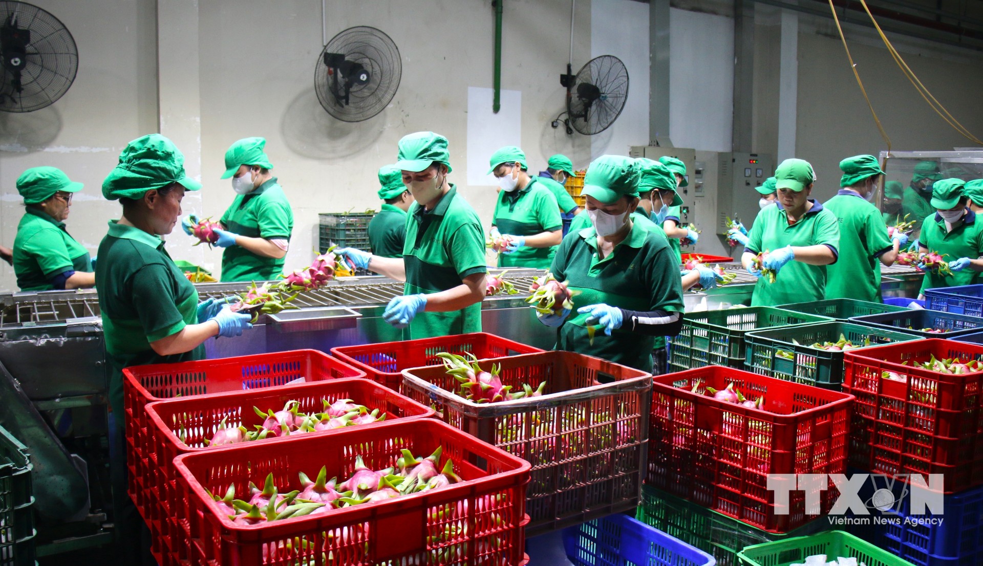 Ứng dụng công nghệ là chìa khóa giúp nhiều doanh nghiệp nông sản tại TP. Hồ Chí Minh mở rộng thị trường, nâng cao năng lực cạnh tranh. (Ảnh: Hương Giang/TTXVN)